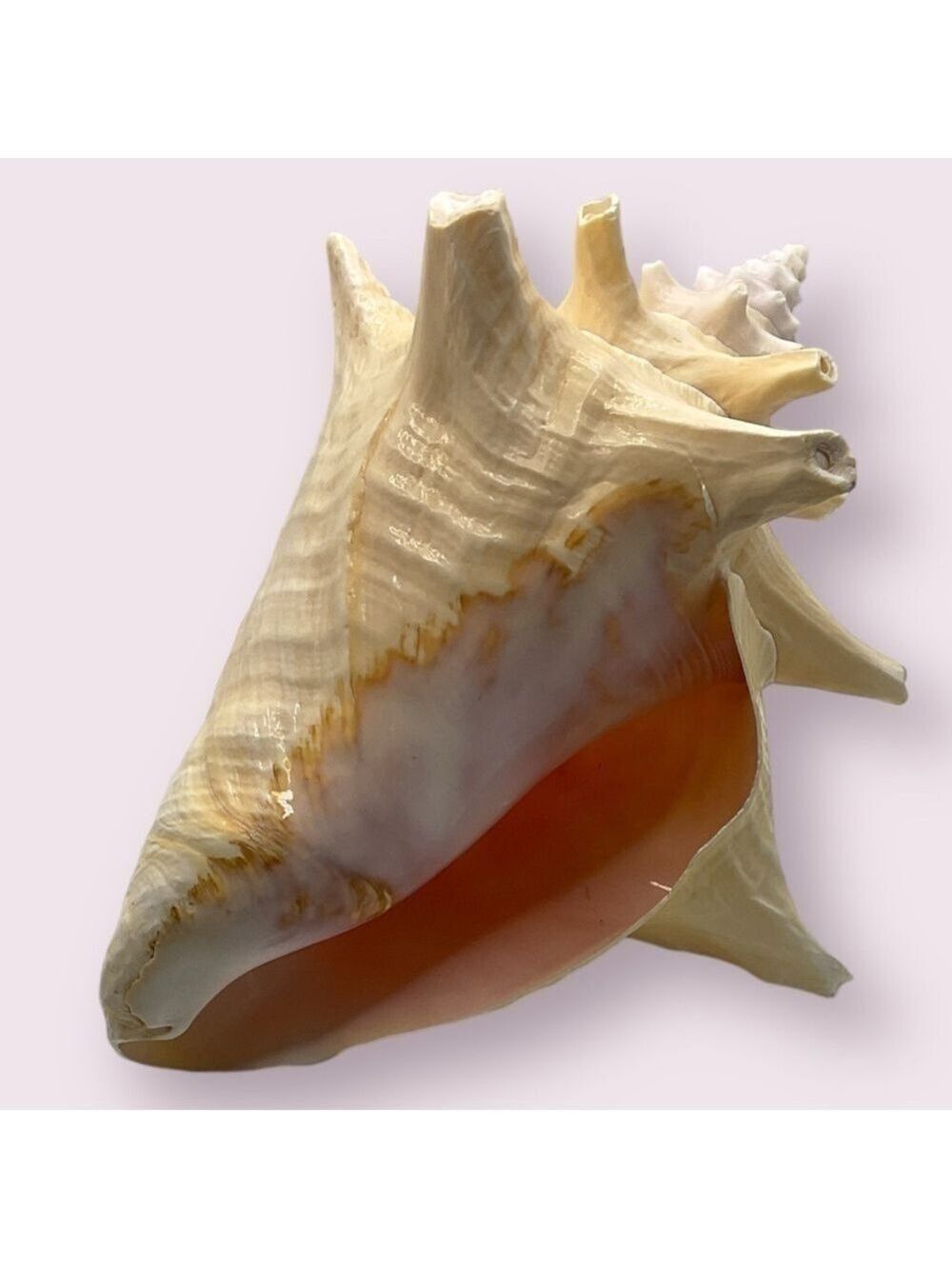 Queen Conch Shell Extra Large